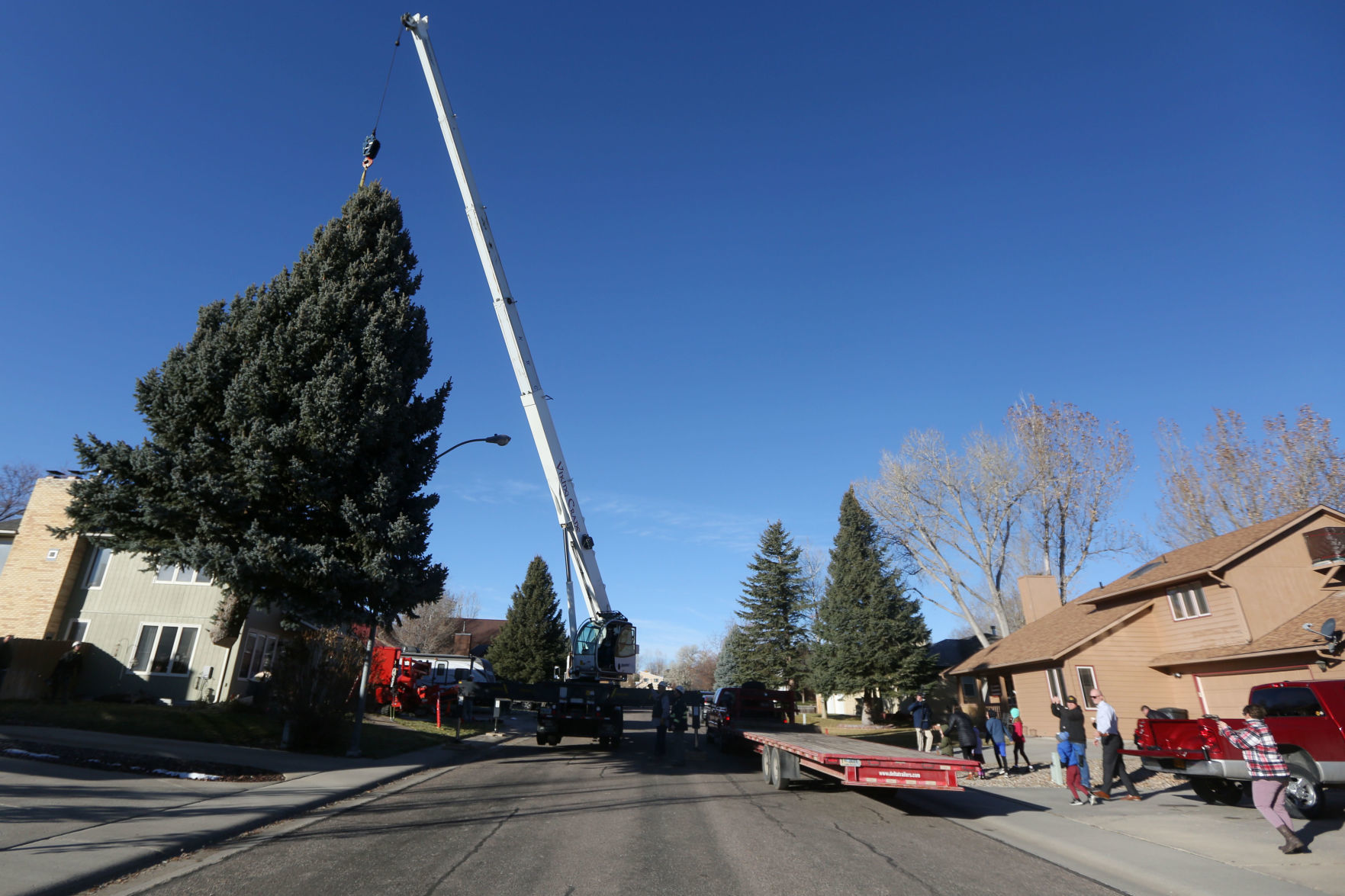 David Street Christmas Tree